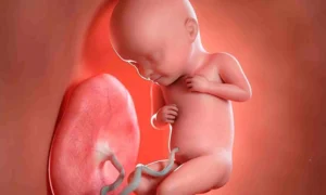 Read more about the article Decoding Doppler: How Fetal Heart Monitoring Shapes Perinatal Health?