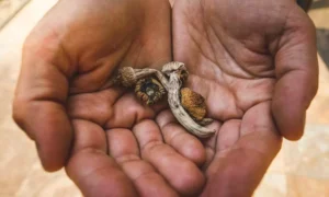 Read more about the article Psilocybin delays aging, extends lifespan, Emory study suggests