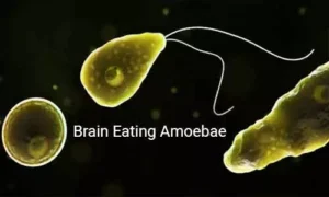 Read more about the article Kerala on alert after rare brain-eating amoeba kills 9-year-old girl