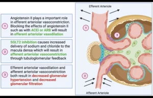 Read more about the article Lower Irisin Levels Linked to Diabetic Nephropathy Progression in T2DM: Study