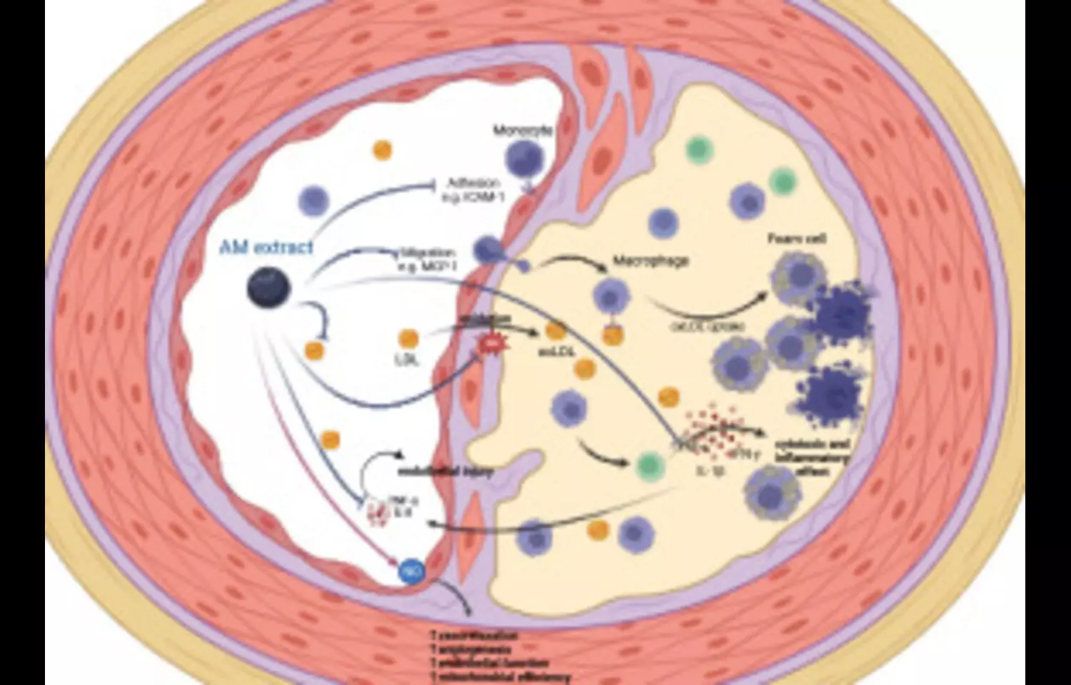 You are currently viewing Aronia Extract Improves Cardiovascular Health and Reduces Inflammation in Elderly with Metabolic syndrome: Study