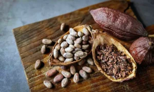 Read more about the article Flavanols in cocoa can protect blood vessel function following uninterrupted sitting – study