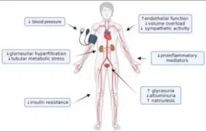 Read more about the article SGLT2 Inhibitors Provide Broad Benefits in Kidney Outcomes Across Diabetes Status and UACR Levels: JAMA