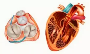 Read more about the article Echo-Based Rheumatic Heart Disease Prevalence in School-Going Children —Report from Meghalaya