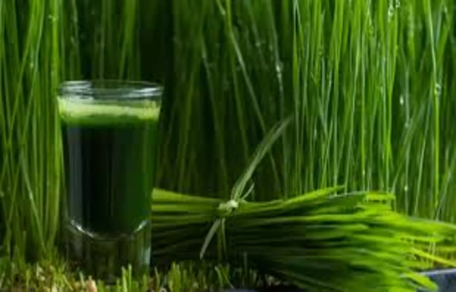 You are currently viewing Wheatgrass may be Potential Alternative for Acute Dental Pain Relief, suggests study