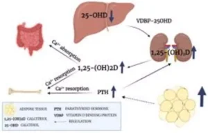 Read more about the article Preoperative Vitamin D May Reduce Hypocalcemia After Parathyroidectomy, suggests study