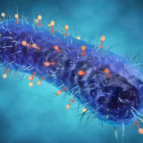 Personalized Inhaled Bacteriophage Therapy Shows Promise for Cystic Fibrosis: Study