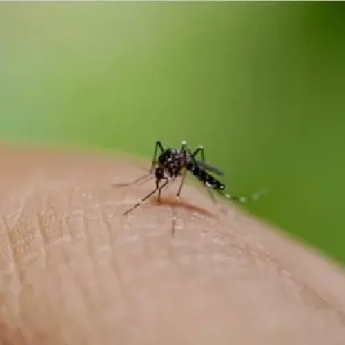 Mosnodenvir provides Dose-Dependent Protection Against Dengue infection: NEJM