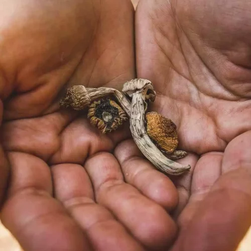 Psilocybin delays aging, extends lifespan, Emory study suggests