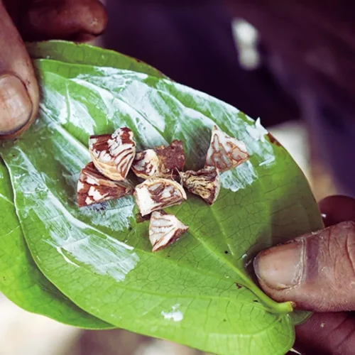 Betel Quid Use Linked to Higher Risk of COPD Deaths, Study Finds