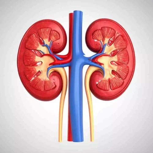 Donor kidneys perform better after machine perfusion,  reveals research