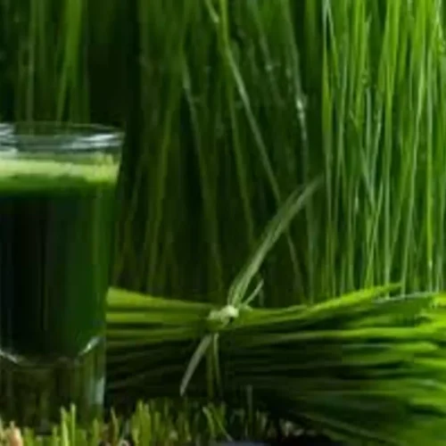 Wheatgrass may be Potential Alternative for Acute Dental Pain Relief, suggests study