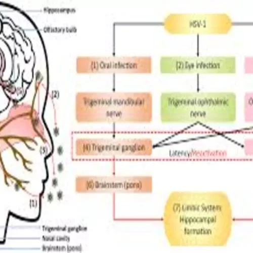 Cognitive Worsening and Absence of Benefit in HSV-Seropositive Early Alzheimer Disease: JAMA